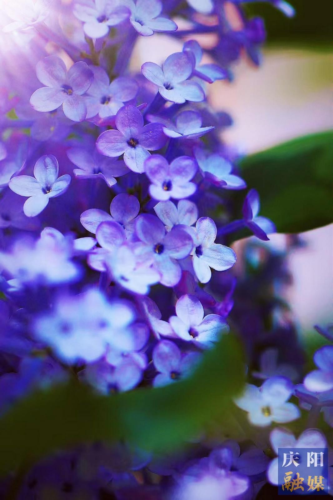 【大美庆阳】丁香芬芳