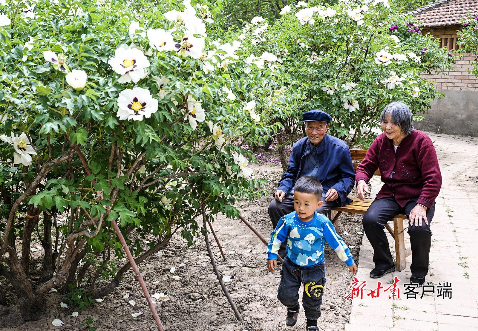 庆城：八旬老人与牡丹的半世纪情缘
