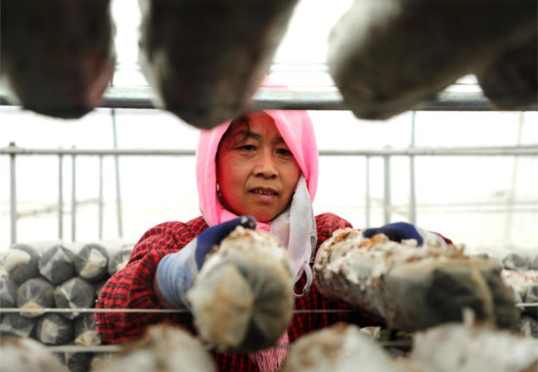 环县车道镇：三元双向食用菌产业为乡村振兴焕发新“蘑”力