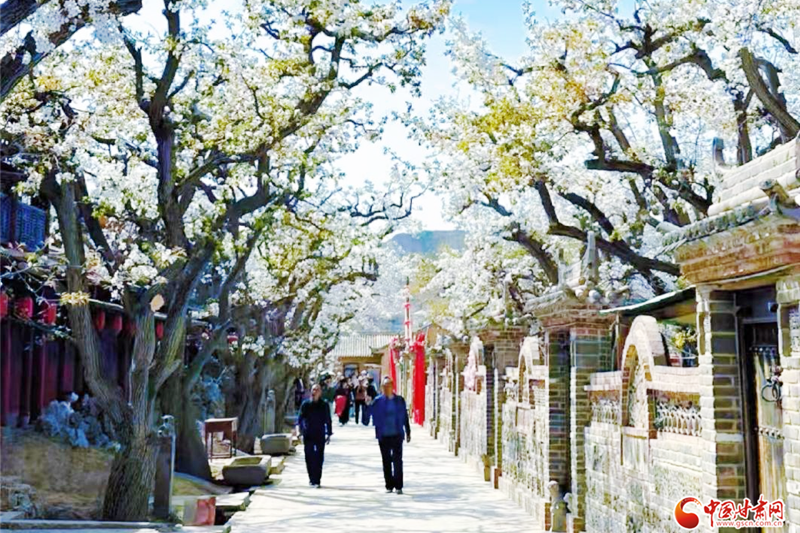 “世界第一古梨园”迎客流高峰 “数字”技术成亮点