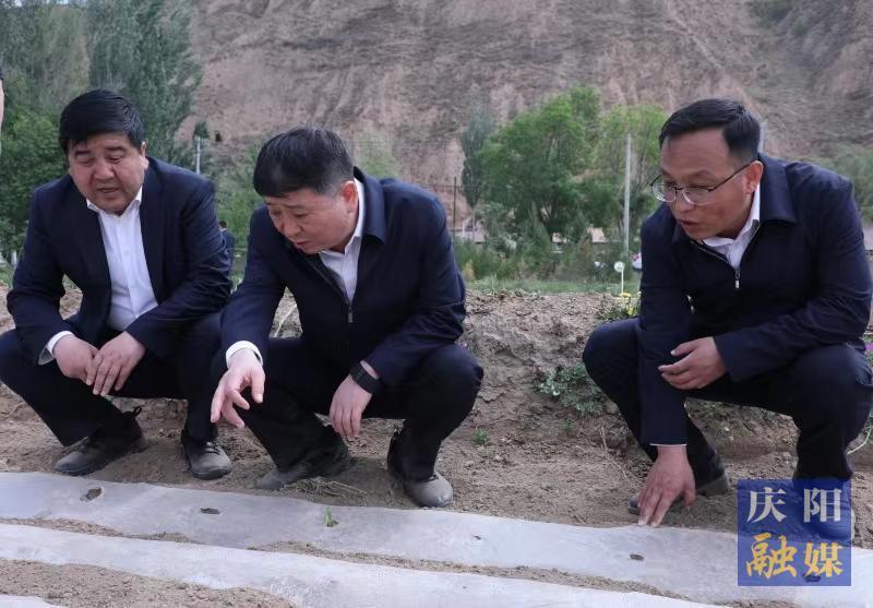 周继军在环县调研农业抗旱工作