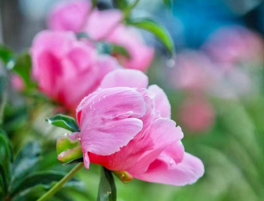 【大美庆阳】芍药花开