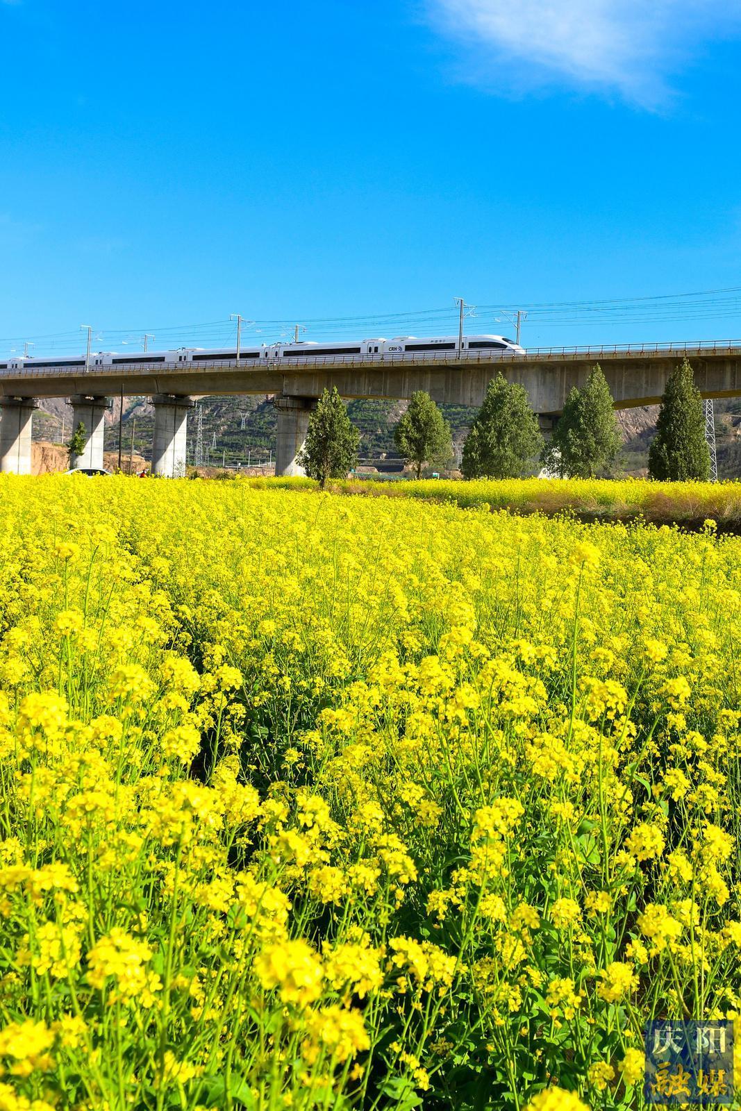 【大美庆阳】花海列车