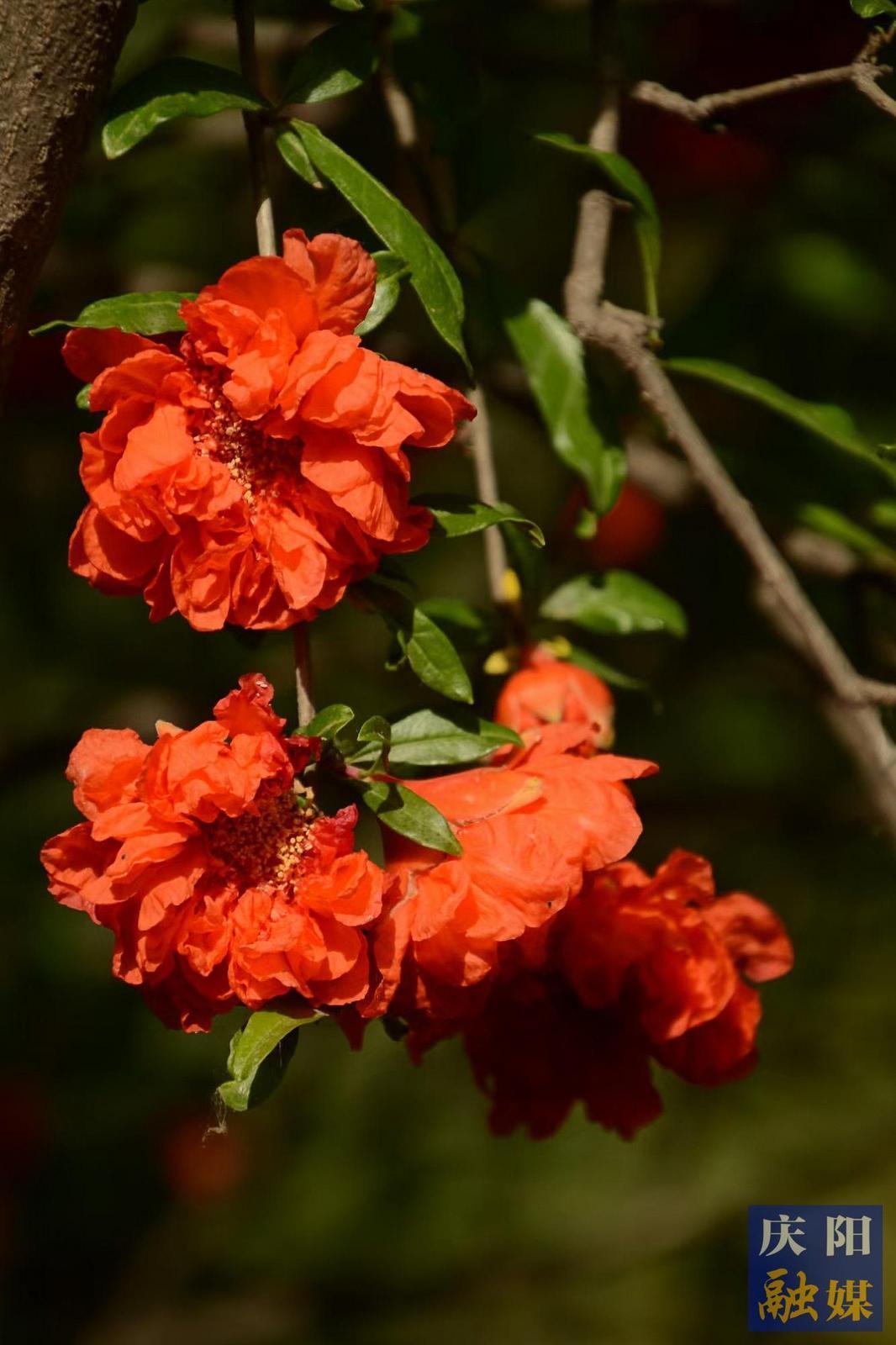 【大美庆阳】石榴花开《石榴花开》