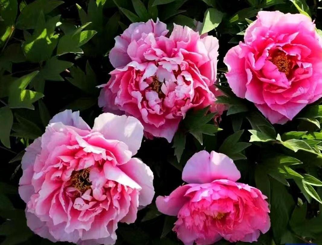 【大美庆阳】花团锦簇