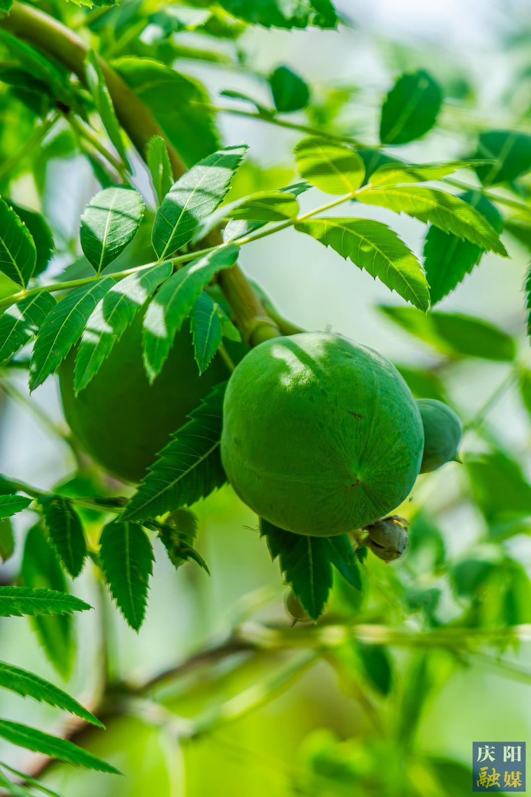 【大美庆阳】夏天的果实