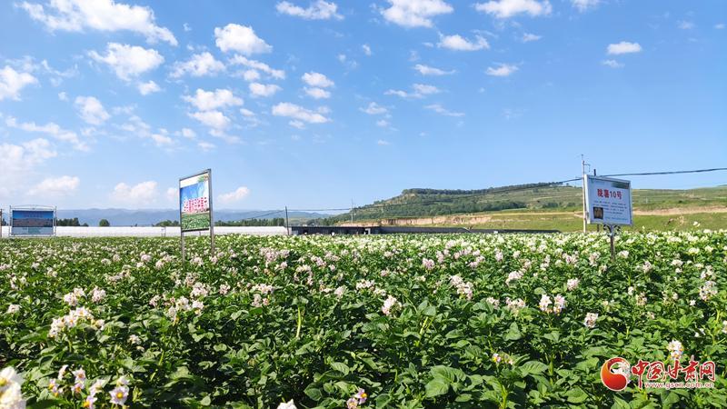 【青春华章·重走西北角】五任所长接力！这颗“陇薯”品种藏着60年的奋斗史