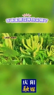 西峰区什社乡李岭村100亩金银花迎来盛花期