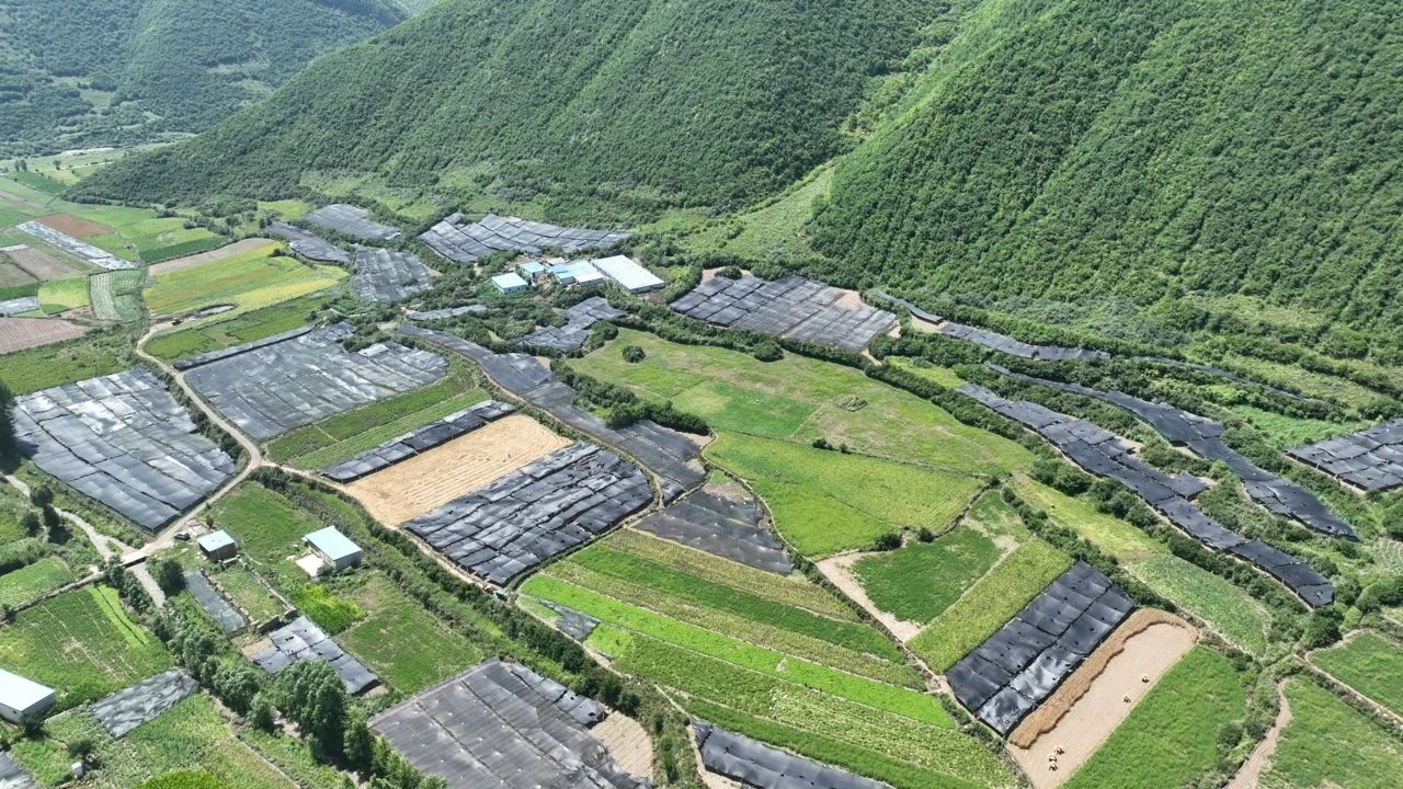 甘肃漳县：淫羊藿种植铺就乡村振兴“致富路”