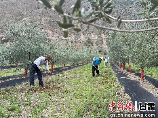 绿满陇原·奇迹三北 | 礼县：荒山披绿装 静待油橄榄变“金果”