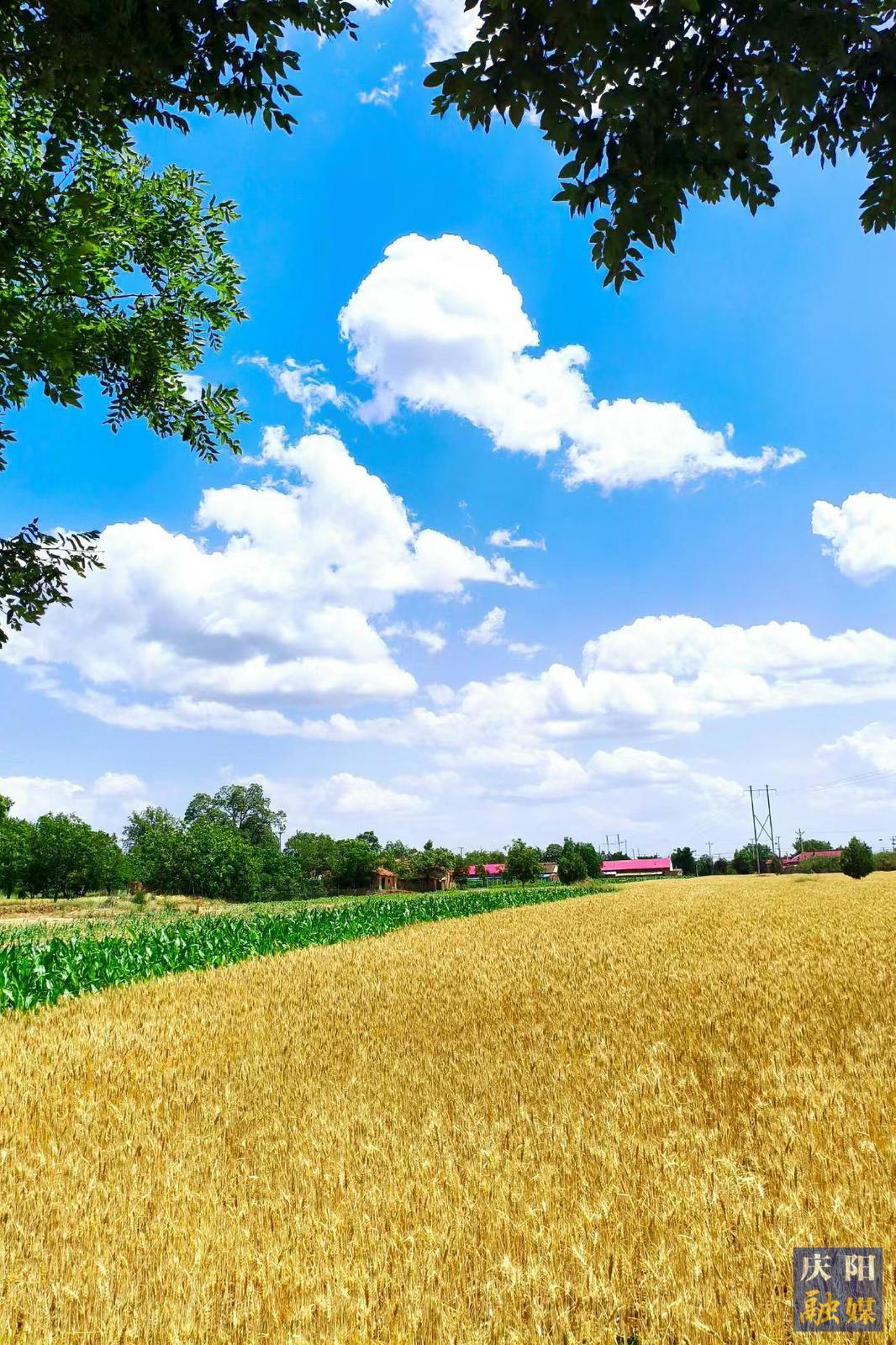 【大美庆阳】盛夏风光