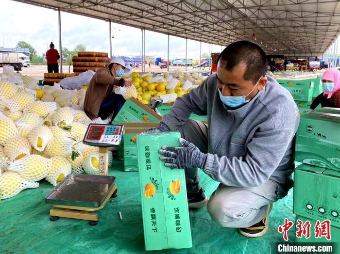 甘肃大漠蜜瓜植入“数字标签” 打响金字招牌