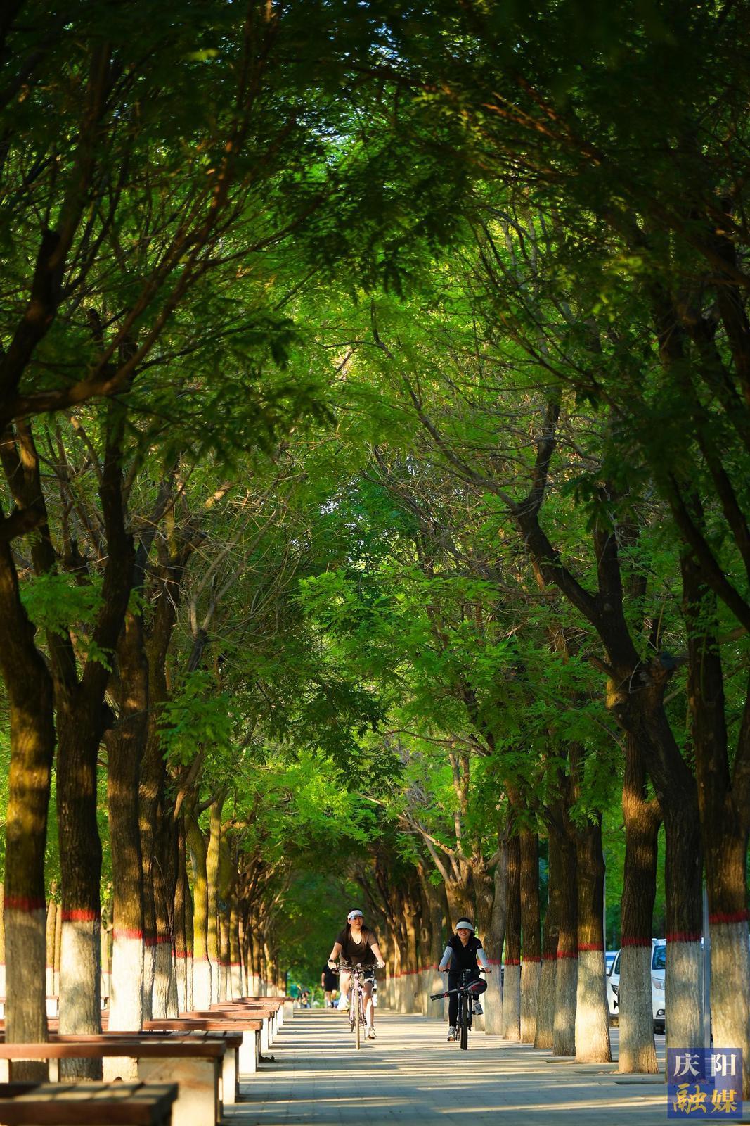 【大美庆阳】夏日林荫