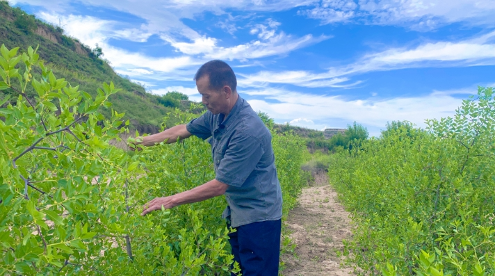 从边角荒地到“聚宝盆”——庆城县酸枣产业激活乡村振兴新动能