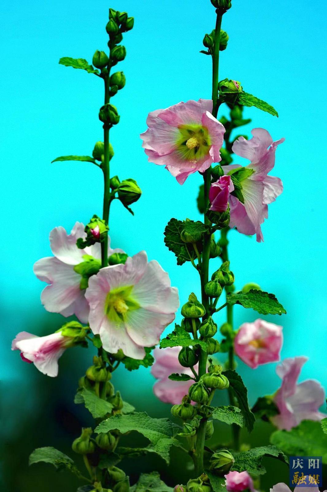 【大美庆阳】蜀葵花开